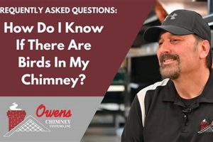 Bird in Chimney? Safe Removal & Prevention Tips! Chimney Works – Expert Chimney Repair, Cleaning & Installation Services Bird in Chimney? Safe Removal & Prevention Tips! | Chimney Works – Expert Chimney Repair, Cleaning & Installation Services