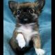 Discover the Unique Chimney Mountain Chihuahua Breed | Safem Fabrication - Precision Engineering & Custom Manufacturing Solutions