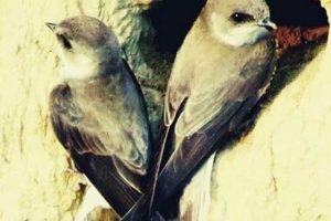 Swift Solution: How to Get Rid of Chimney Swifts Fast Chimney Works – Expert Chimney Repair, Cleaning & Installation Services Swift Solution: How to Get Rid of Chimney Swifts Fast | Chimney Works – Expert Chimney Repair, Cleaning & Installation Services