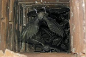 Bird Nest Woes? Chimney Sweep Nest Removal & Prevention Chimney Works – Expert Chimney Repair, Cleaning & Installation Services Bird Nest Woes? Chimney Sweep Nest Removal & Prevention | Chimney Works – Expert Chimney Repair, Cleaning & Installation Services