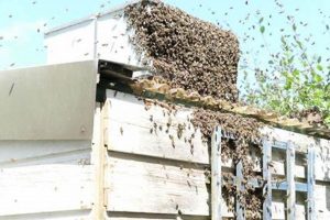 Bee Gone! How Much Does Chimney Bee Removal Cost Near You? Chimney Works – Expert Chimney Repair, Cleaning & Installation Services Bee Gone! How Much Does Chimney Bee Removal Cost Near You? | Chimney Works – Expert Chimney Repair, Cleaning & Installation Services