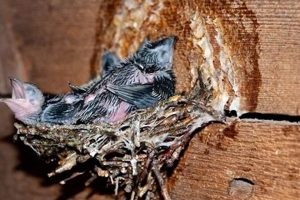 All About Chimney Swift Nest: How to Help Them Chimney Works – Expert Chimney Repair, Cleaning & Installation Services All About Chimney Swift Nest: How to Help Them | Chimney Works – Expert Chimney Repair, Cleaning & Installation Services