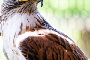 Grow: Birds of Prey Green Chimneys Habitats Guide Chimney Works – Expert Chimney Repair, Cleaning & Installation Services Grow: Birds of Prey Green Chimneys Habitats Guide | Chimney Works – Expert Chimney Repair, Cleaning & Installation Services