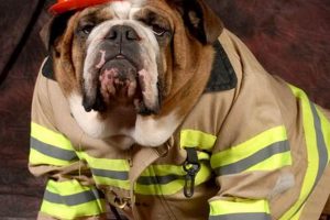 Ozark Stove & Chimney: Your Trusted [Location] Experts | Chimney Works – Expert Chimney Repair, Cleaning & Installation Services