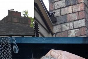 Animal In Chimney Chimney Works – Expert Chimney Repair, Cleaning & Installation Services Animal In Chimney | Chimney Works – Expert Chimney Repair, Cleaning & Installation Services