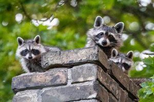 Chimney Raccoon Removal: What's the Real Cost? Chimney Works – Expert Chimney Repair, Cleaning & Installation Services Chimney Raccoon Removal: What's the Real Cost? | Chimney Works – Expert Chimney Repair, Cleaning & Installation Services