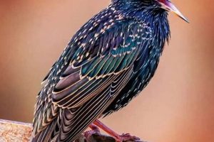 Stop Birds in Chimney: Prevention & Removal Guide Chimney Works – Expert Chimney Repair, Cleaning & Installation Services Stop Birds in Chimney: Prevention & Removal Guide | Chimney Works – Expert Chimney Repair, Cleaning & Installation Services