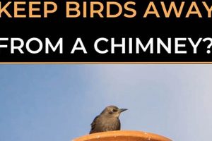 Bird-Free Chimney: How to Get Birds Out (+Prevention!) Chimney Works – Expert Chimney Repair, Cleaning & Installation Services Bird-Free Chimney: How to Get Birds Out (+Prevention!) | Chimney Works – Expert Chimney Repair, Cleaning & Installation Services