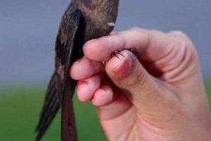All About Chimney Swifts Birds: Habitat & More Chimney Works – Expert Chimney Repair, Cleaning & Installation Services All About Chimney Swifts Birds: Habitat & More | Chimney Works – Expert Chimney Repair, Cleaning & Installation Services