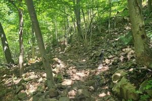 Explore Chimney Rock Park in Bridgewater, NJ: A Guide Chimney Works – Expert Chimney Repair, Cleaning & Installation Services Explore Chimney Rock Park in Bridgewater, NJ: A Guide | Chimney Works – Expert Chimney Repair, Cleaning & Installation Services