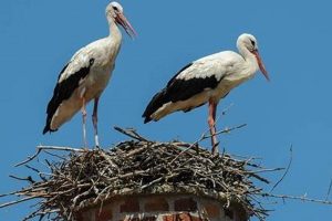 Chimney Nest Removal: Cost Factors & Prevention Chimney Works – Expert Chimney Repair, Cleaning & Installation Services Chimney Nest Removal: Cost Factors & Prevention | Chimney Works – Expert Chimney Repair, Cleaning & Installation Services