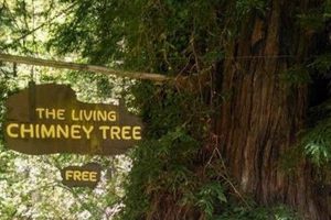 Discover the Living Chimney Tree: Nature's Unique Habitat Chimney Works – Expert Chimney Repair, Cleaning & Installation Services Discover the Living Chimney Tree: Nature's Unique Habitat | Chimney Works – Expert Chimney Repair, Cleaning & Installation Services