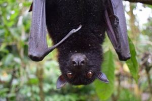 Listen Up: Bats in Chimney Sound & Solutions! Chimney Works – Expert Chimney Repair, Cleaning & Installation Services Listen Up: Bats in Chimney Sound & Solutions! | Chimney Works – Expert Chimney Repair, Cleaning & Installation Services