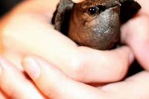Curious What Chimney Swifts Eat? + Diet Tips! Chimney Works – Expert Chimney Repair, Cleaning & Installation Services Curious What Chimney Swifts Eat? + Diet Tips! | Chimney Works – Expert Chimney Repair, Cleaning & Installation Services