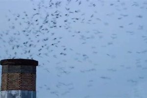 Prevent Bird Trapped in Chimney: Expert Tips & Solutions Chimney Works – Expert Chimney Repair, Cleaning & Installation Services Prevent Bird Trapped in Chimney: Expert Tips & Solutions | Chimney Works – Expert Chimney Repair, Cleaning & Installation Services