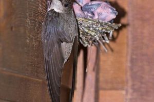 Chimney Swift Bird Nest Guide: Build & Protect! Chimney Works – Expert Chimney Repair, Cleaning & Installation Services Chimney Swift Bird Nest Guide: Build & Protect! | Chimney Works – Expert Chimney Repair, Cleaning & Installation Services