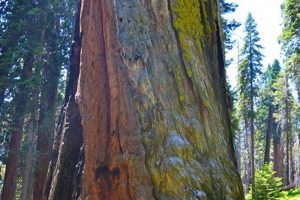 Master the Chimney Tree: Vertical Fruit Growing Chimney Works – Expert Chimney Repair, Cleaning & Installation Services Master the Chimney Tree: Vertical Fruit Growing | Chimney Works – Expert Chimney Repair, Cleaning & Installation Services