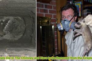 Dead Animal Removal: Chimney Removal Cost? + Tips Chimney Works – Expert Chimney Repair, Cleaning & Installation Services Dead Animal Removal: Chimney Removal Cost? + Tips | Chimney Works – Expert Chimney Repair, Cleaning & Installation Services