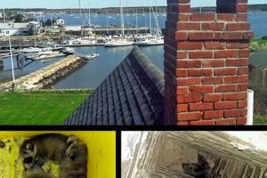 Cape Cod Chimney Sweep: Expert Cleaning & Repair Services Chimney Works – Expert Chimney Repair, Cleaning & Installation Services Cape Cod Chimney Sweep: Expert Cleaning & Repair Services | Chimney Works – Expert Chimney Repair, Cleaning & Installation Services