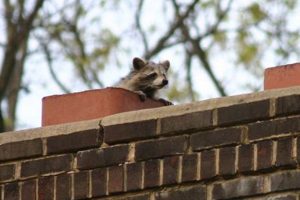 Help! Raccoon in Fireplace Chimney: Removal & Prevention Chimney Works – Expert Chimney Repair, Cleaning & Installation Services Help! Raccoon in Fireplace Chimney: Removal & Prevention | Chimney Works – Expert Chimney Repair, Cleaning & Installation Services