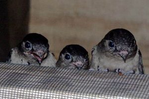 Save a Chimney Swift Fledgling: Care & Rescue Tips Chimney Works – Expert Chimney Repair, Cleaning & Installation Services Save a Chimney Swift Fledgling: Care & Rescue Tips | Chimney Works – Expert Chimney Repair, Cleaning & Installation Services