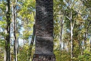 Why a Charmed Chimney Matters: Expert Tips Chimney Works – Expert Chimney Repair, Cleaning & Installation Services Why a Charmed Chimney Matters: Expert Tips | Chimney Works – Expert Chimney Repair, Cleaning & Installation Services