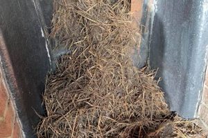 Protect Your Home: Falcon Nest Chimney Sweep Service Chimney Works – Expert Chimney Repair, Cleaning & Installation Services Protect Your Home: Falcon Nest Chimney Sweep Service | Chimney Works – Expert Chimney Repair, Cleaning & Installation Services