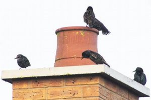 Help! Bird Stuck in Chimney: Safe Removal & Prevention Chimney Works – Expert Chimney Repair, Cleaning & Installation Services Help! Bird Stuck in Chimney: Safe Removal & Prevention | Chimney Works – Expert Chimney Repair, Cleaning & Installation Services
