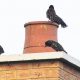 Help! Bird Stuck in Chimney: Safe Removal &amp; Prevention | Chimney Works – Expert Chimney Repair, Cleaning & Installation Services