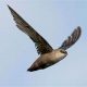 Listen Up! Chimney Swift Sounds: A Complete Guide | Chimney Works – Expert Chimney Repair, Cleaning & Installation Services