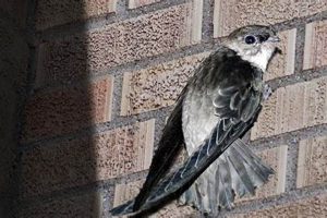 Listen Up! Chimney Swift Bird Sounds & How-To Tips Chimney Works – Expert Chimney Repair, Cleaning & Installation Services Listen Up! Chimney Swift Bird Sounds & How-To Tips | Chimney Works – Expert Chimney Repair, Cleaning & Installation Services