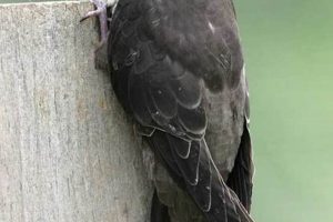 Listen Up! Chimney Swift Call Sounds &amp; Meaning | Chimney Works – Expert Chimney Repair, Cleaning & Installation Services