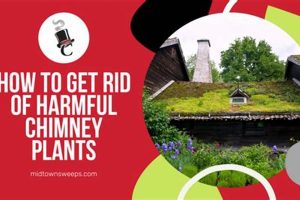 Chimney Sweep Removal: How to Get Rid of Pests Fast Chimney Works – Expert Chimney Repair, Cleaning & Installation Services Chimney Sweep Removal: How to Get Rid of Pests Fast | Chimney Works – Expert Chimney Repair, Cleaning & Installation Services