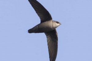 Watch a Chimney Swift in Flight: Aerial Acrobatics! Chimney Works – Expert Chimney Repair, Cleaning & Installation Services Watch a Chimney Swift in Flight: Aerial Acrobatics! | Chimney Works – Expert Chimney Repair, Cleaning & Installation Services