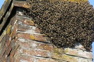 Bee-Gone: Bees in Chimney Removal & Prevention Tips Chimney Works – Expert Chimney Repair, Cleaning & Installation Services Bee-Gone: Bees in Chimney Removal & Prevention Tips | Chimney Works – Expert Chimney Repair, Cleaning & Installation Services