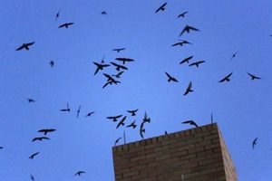 Listen Up! Chimney Sweep Birds Sound & What It Means Chimney Works – Expert Chimney Repair, Cleaning & Installation Services Listen Up! Chimney Sweep Birds Sound & What It Means | Chimney Works – Expert Chimney Repair, Cleaning & Installation Services