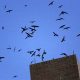 Listen Up! Chimney Sweep Birds Sound & What It Means | Chimney Works – Expert Chimney Repair, Cleaning & Installation Services