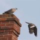 Bird in Chimney? How to Get a Bird Out Of My Chimney Safely! | Chimney Works – Expert Chimney Repair, Cleaning & Installation Services