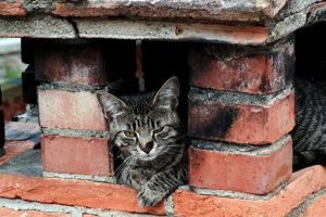 Is Your Home a Chimney Cat Condo? [Solutions] | Chimney Works – Expert Chimney Repair, Cleaning & Installation Services