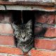 Is Your Home a Chimney Cat Condo? [Solutions] | Chimney Works – Expert Chimney Repair, Cleaning & Installation Services