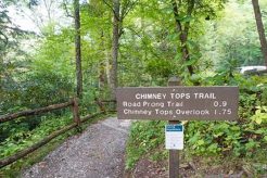 Hike Chimney Tops Trailhead: Gatlinburg's TN Gem + Tips | Chimney Works – Expert Chimney Repair, Cleaning & Installation Services