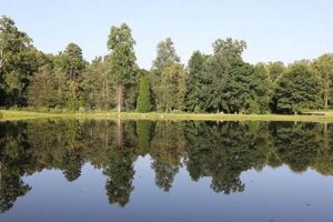 Unveiling Majestic Chimney Oaks: Nature's Landmarks | Chimney Works – Expert Chimney Repair, Cleaning & Installation Services