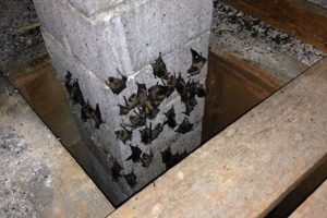 Bat-Free Chimney: How to Get Bats Out of Your Chimney [Guide] | Chimney Works – Expert Chimney Repair, Cleaning & Installation Services