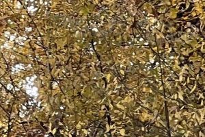 Quick Chimney: 1 Hour Chimney Cleaning &amp; Inspection | Chimney Works – Expert Chimney Repair, Cleaning & Installation Services