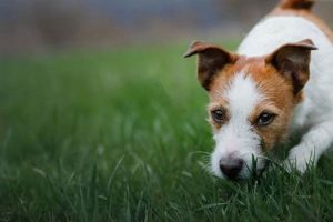 Chimney Lakes Vet: Your Pet's Health Experts Near You Chimney Works – Expert Chimney Repair, Cleaning & Installation Services Chimney Lakes Vet: Your Pet's Health Experts Near You | Chimney Works – Expert Chimney Repair, Cleaning & Installation Services