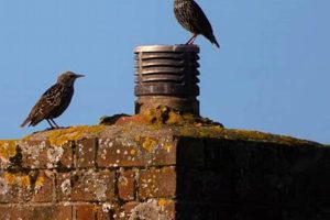Chimney Danger: How Long For a Bird Stuck in Chimney to Die? Tips | Chimney Works – Expert Chimney Repair, Cleaning & Installation Services