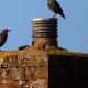 Chimney Danger: How Long For a Bird Stuck in Chimney to Die? Tips | Chimney Works – Expert Chimney Repair, Cleaning & Installation Services