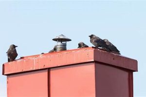 Prevent Chimney Sweep Birds: Removal + Keeping Them Out! | Chimney Works – Expert Chimney Repair, Cleaning & Installation Services