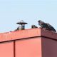 Prevent Chimney Sweep Birds: Removal + Keeping Them Out! | Chimney Works – Expert Chimney Repair, Cleaning & Installation Services