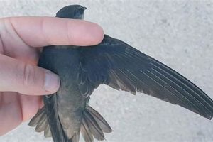 Understanding Chimney Swift Characteristics: Traits &amp; Habits | Chimney Works – Expert Chimney Repair, Cleaning & Installation Services